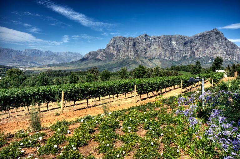 The Perfect Match Between Food andn Wine – Stellenbosch, South Africa     