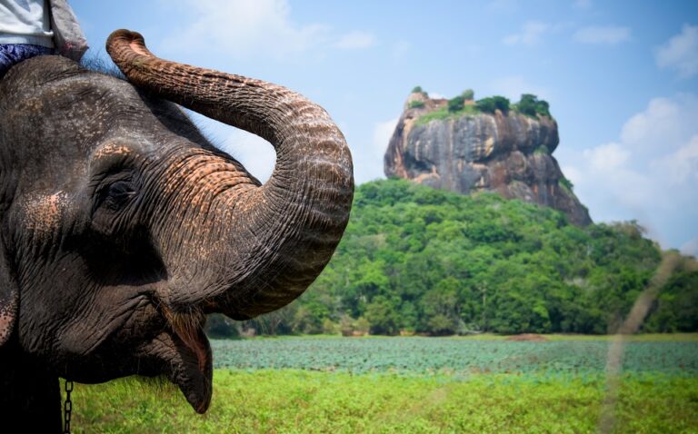Discover the Sri Lanka’s National Parks